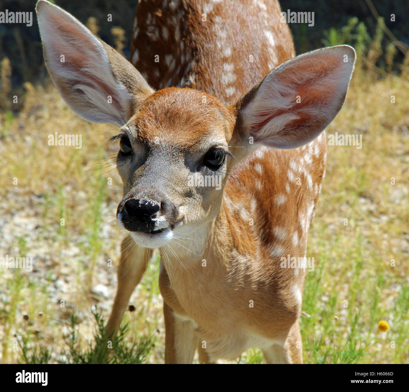 Neugierig Fawn Portrait Stockfoto