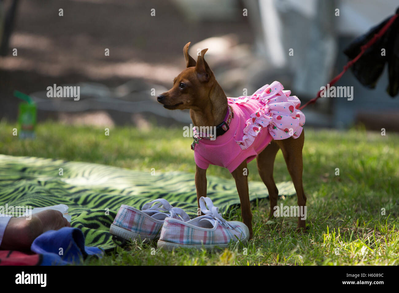 Kleiner Hund trägt ein Kleid. Stockfoto