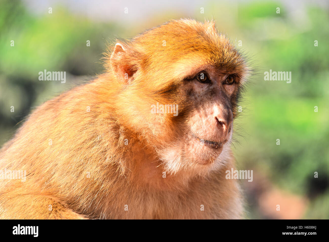 Berberaffe (Macaca Sylvanus), bei den Ouzoud-Wasserfällen in Marokko Stockfoto