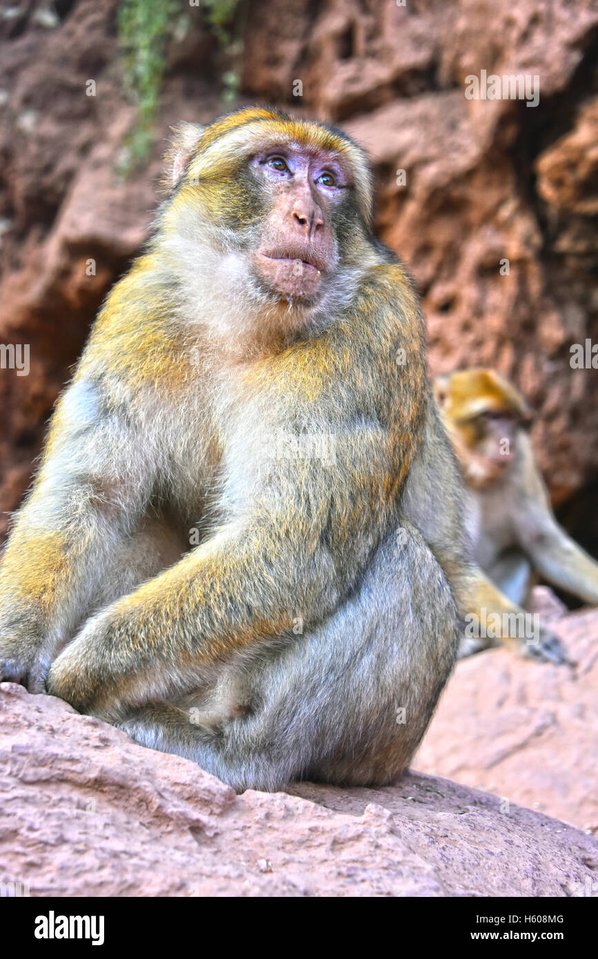 Berberaffe (Macaca Sylvanus), bei den Ouzoud-Wasserfällen in Marokko Stockfoto