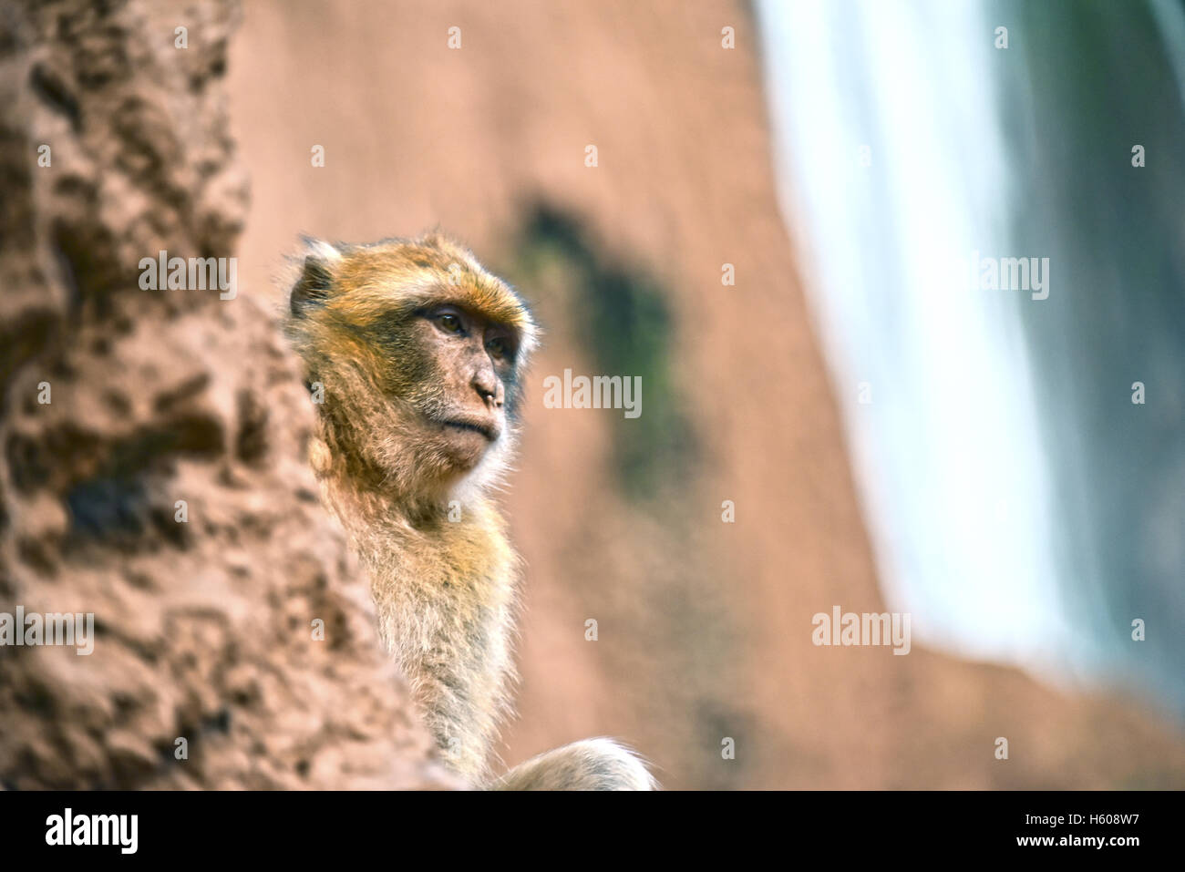 Berberaffe (Macaca Sylvanus), bei den Ouzoud-Wasserfällen in Marokko Stockfoto