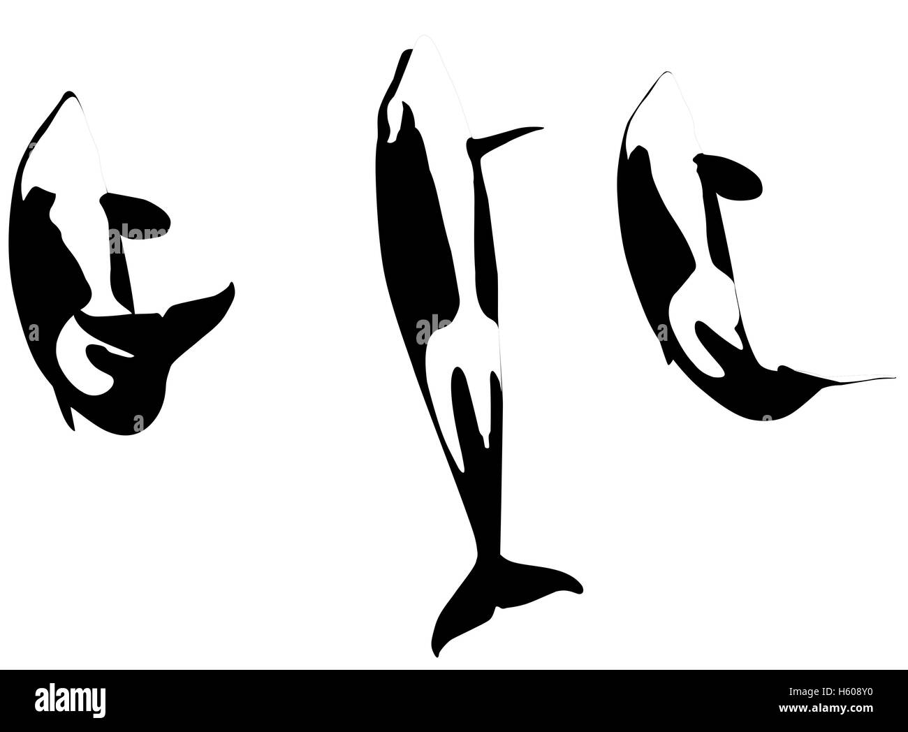 Killerwale springen Stockfoto