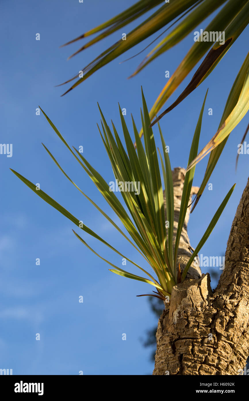 Neue Triebe sprießen aus einer Cordyline Australis, allgemein bekannt als die Kohl-Baum-Kohlpalme. Stockfoto