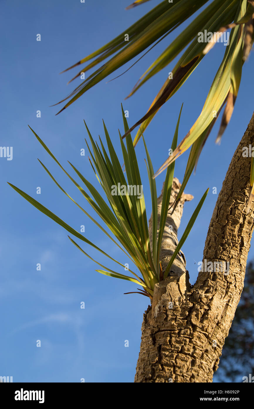 Neue Triebe sprießen aus einer Cordyline Australis, allgemein bekannt als die Kohl-Baum-Kohlpalme. Stockfoto