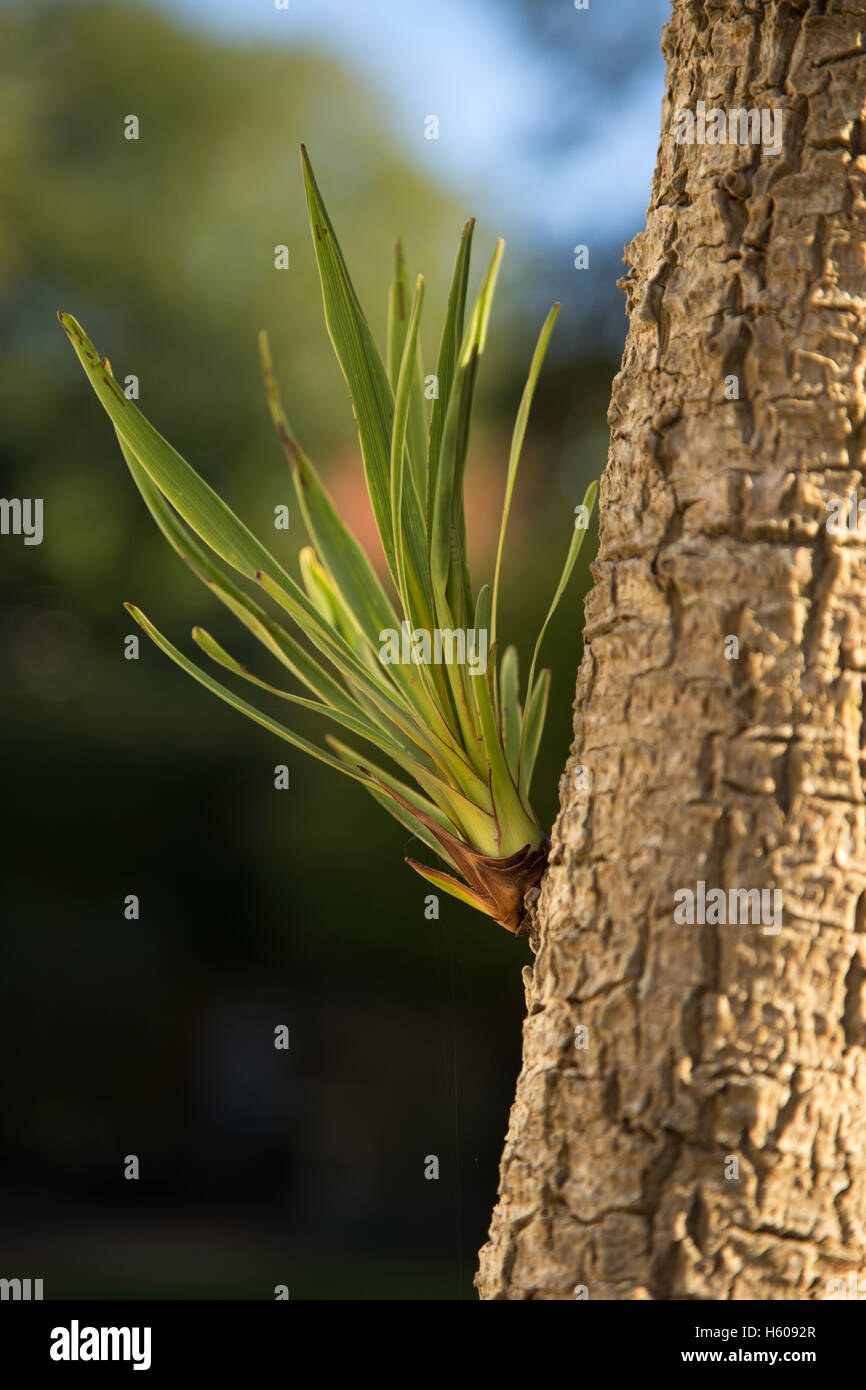 Neue Triebe sprießen aus einer Cordyline Australis, allgemein bekannt als die Kohl-Baum-Kohlpalme. Stockfoto