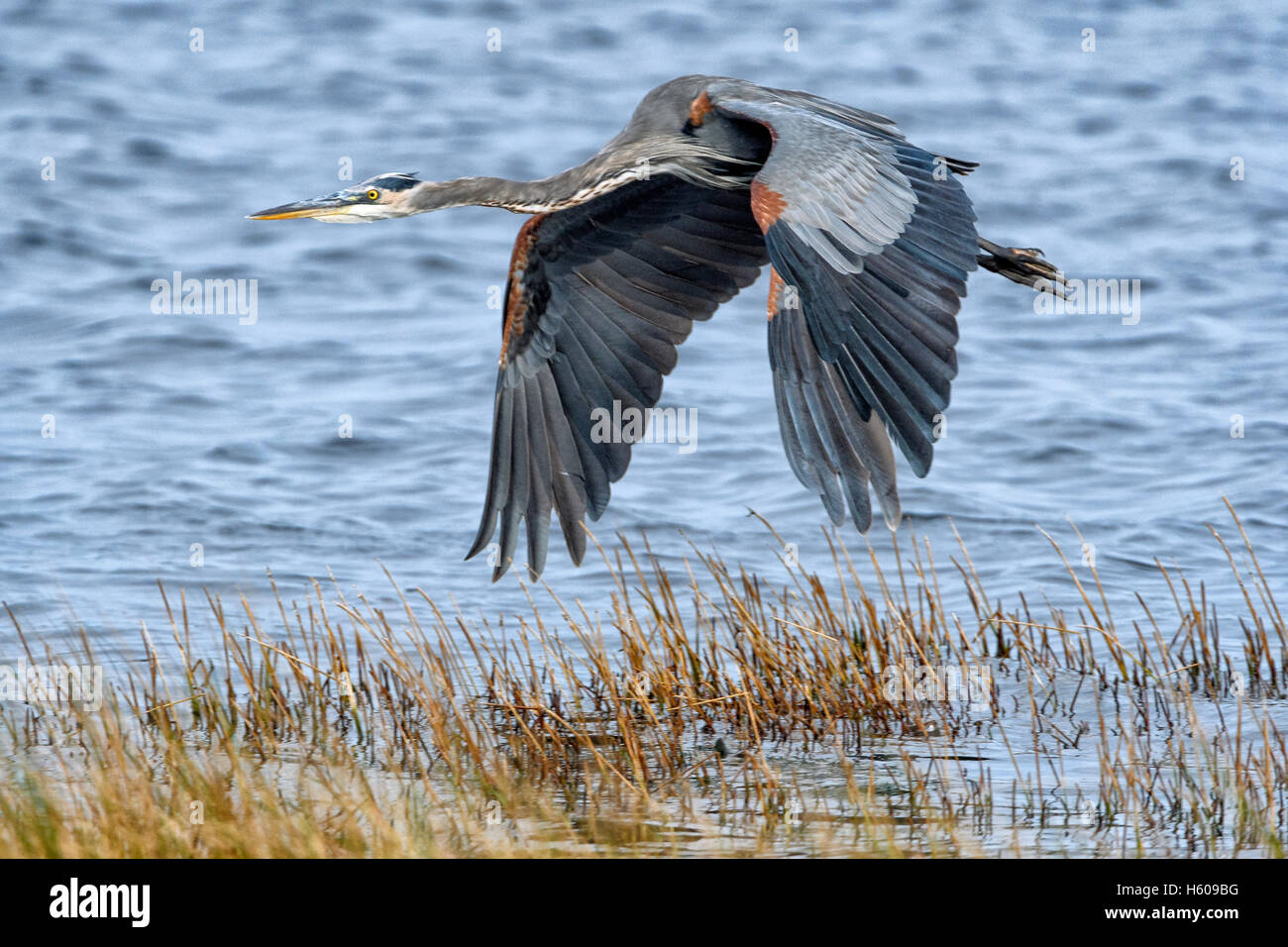 Great Blue Heron fliegen Stockfoto