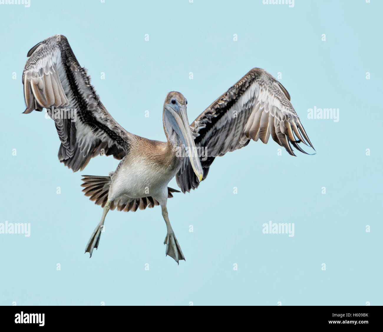 Braune Pelikan fliegen Stockfoto