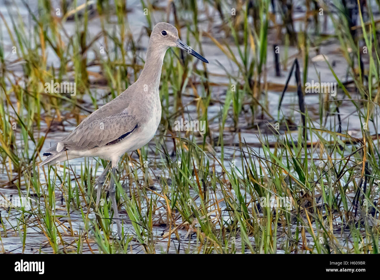 Willet Stockfoto