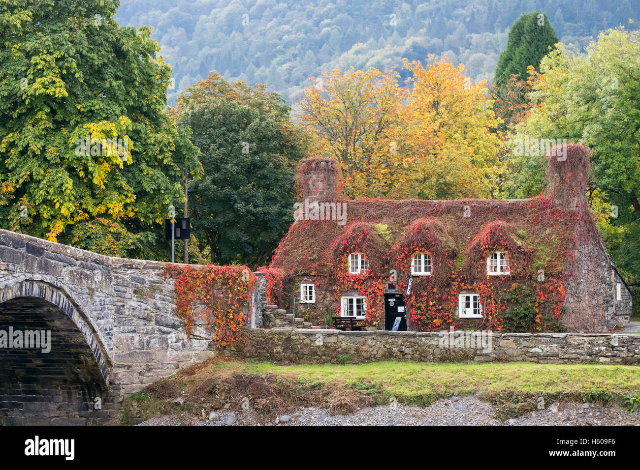 Tu Hwnt I'r Bont Teestuben in malerischen Cottage mit rotem Virginia Creeper von Pont Fawr Brücke und Afon Conwy Fluss im Herbst. Trefriw Conwy Wales UK Stockfoto
