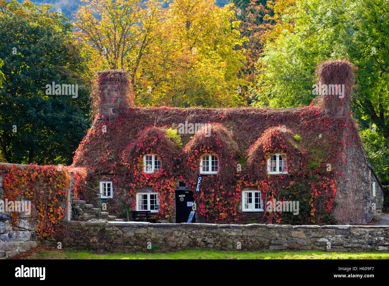 Tu Hwnt I'r Bont Teestuben im malerischen Cottage aus dem 15. Jahrhundert von Pont Fawr Brücke über Afon Conwy Fluss im Herbst Farbe. Trefriw Conwy Wales UK Stockfoto