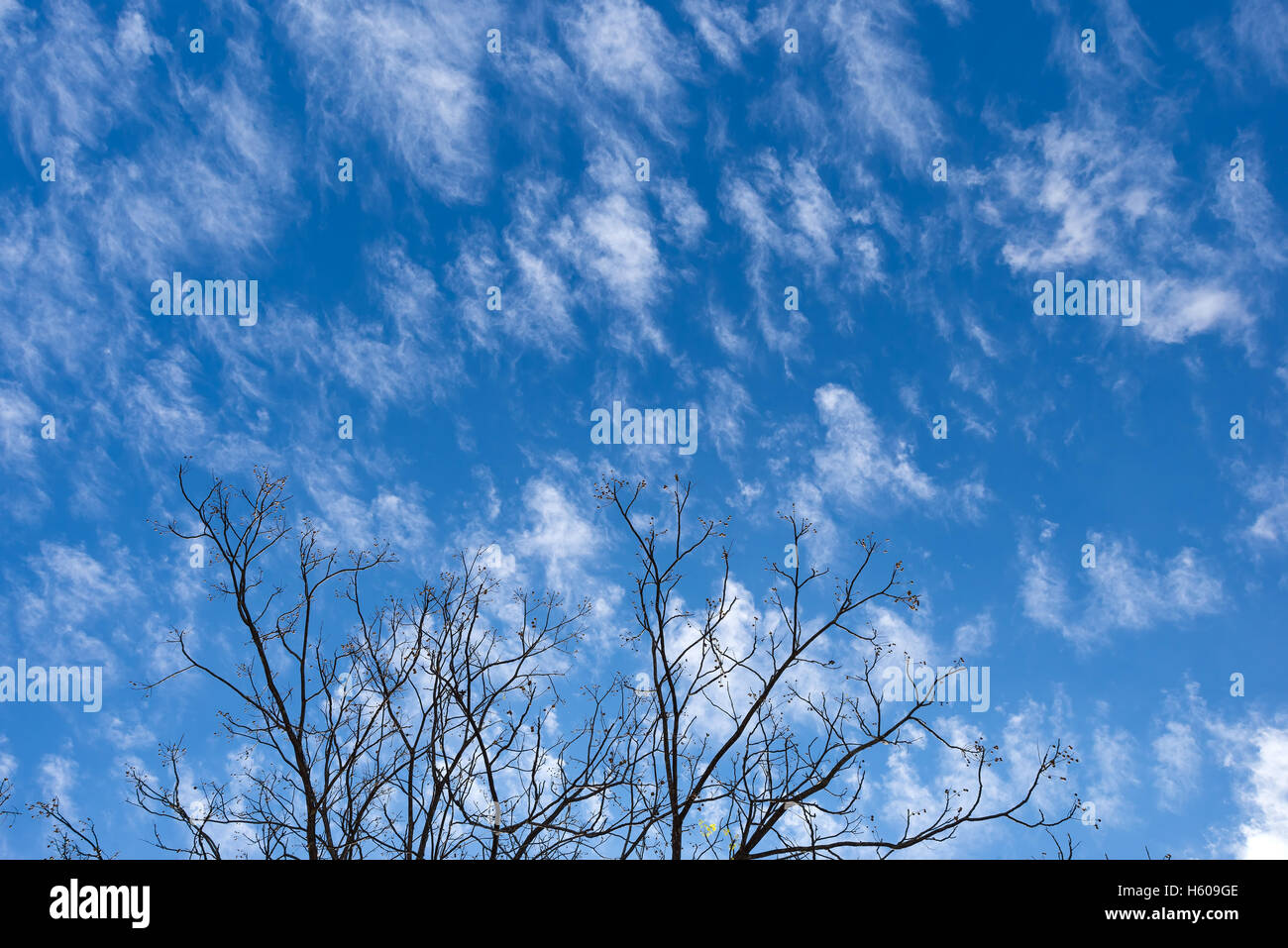 Wolken und blauer Himmel mit trockenen Baum Stockfoto