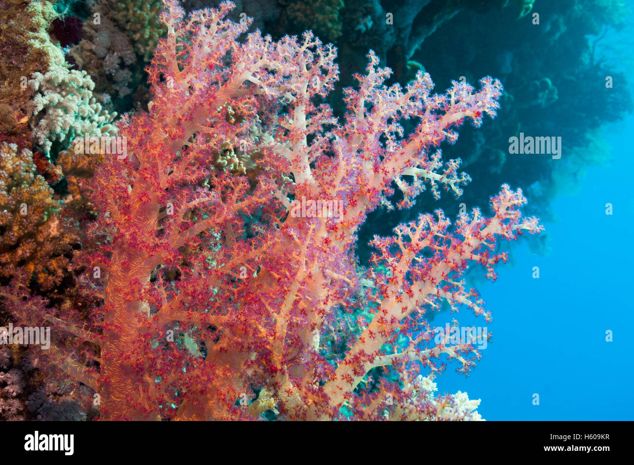 Weichkorallen (Dendronephthya sp).  Rotes Meer, Ägypten. Stockfoto