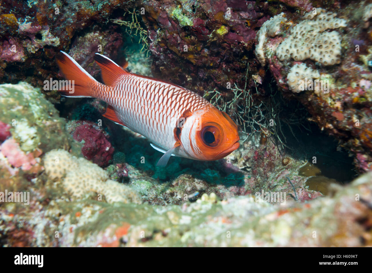 Herrliche Soldatenfische (Myripristis Melanostica).  Malediven. Stockfoto