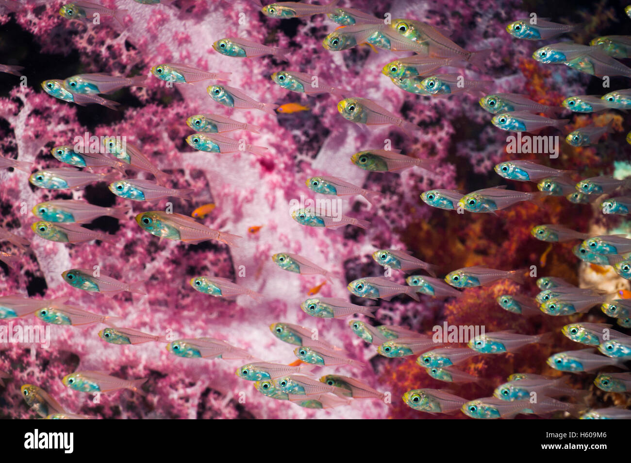 Pygmäen Kehrmaschinen (beginnt aus) mit Weichkorallen (Dendronephthya sp).  Ägypten, Rotes Meer. Stockfoto