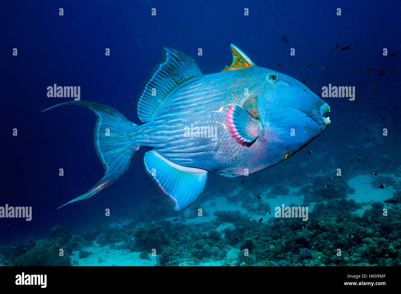 Blauer Drückerfisch [Pseudobalistes Fuscus].  Ägypten, Rotes Meer.  Indo-Pazifik. Stockfoto