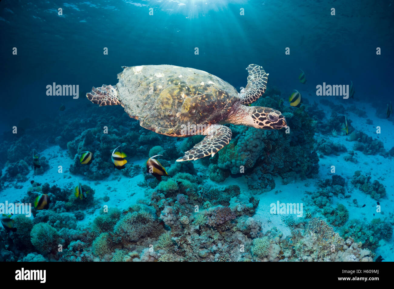 Echte Karettschildkröte (Eretmochelys Imbricatta) schwimmen über Korallenriff mit Sonnenstrahlen.  Ägypten, Rotes Meer. Stockfoto