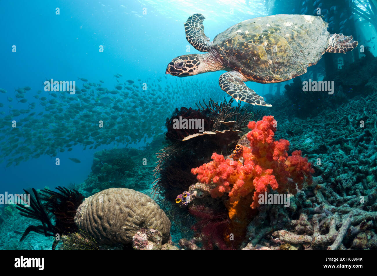 Echte Karettschildkröte (Eretmochelys Imbricata) schwimmen über Korallenriff mit Weichkorallen.  Misool, West-Papua, Raja Ampat, Indonesien. Stockfoto