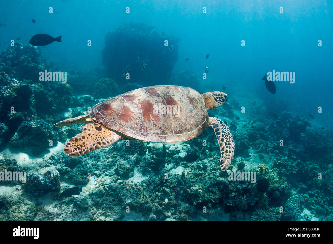 Grüne Schildkröte [Chelonia Mydas].  Similan Inseln, Andamanensee, Thailand. Stockfoto