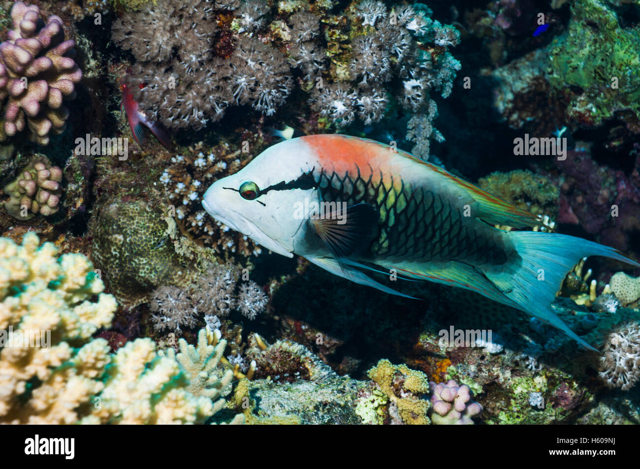 Slingjaw-Lippfisch (Epibulus Insidiator), männliche.  Sexuell dichromatischen.  Ägypten, Rotes Meer. Stockfoto