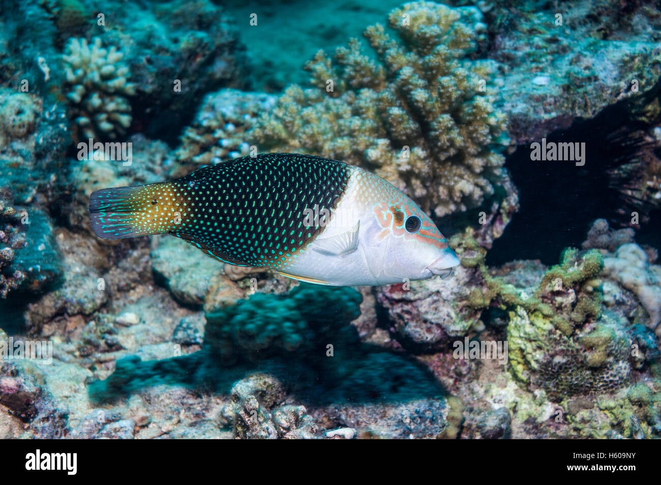 Blackeye Thicklip Lippfische (Hemigymnus Melapterus) Ägypten, Rotes Meer. Stockfoto