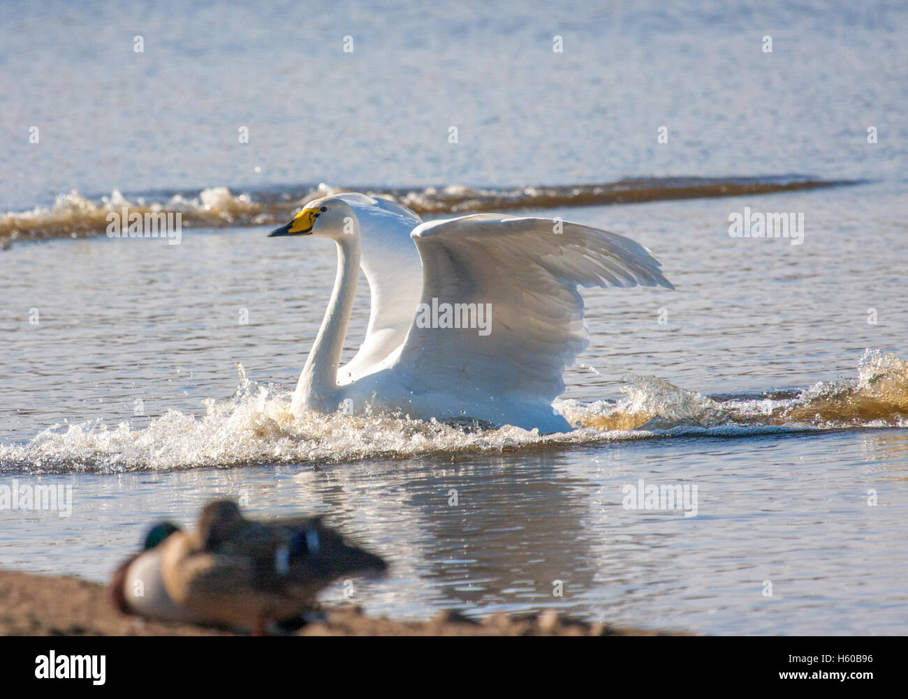 Singschwan, die Landung am Naturschutzgebiet Martin Mere Stockfoto
