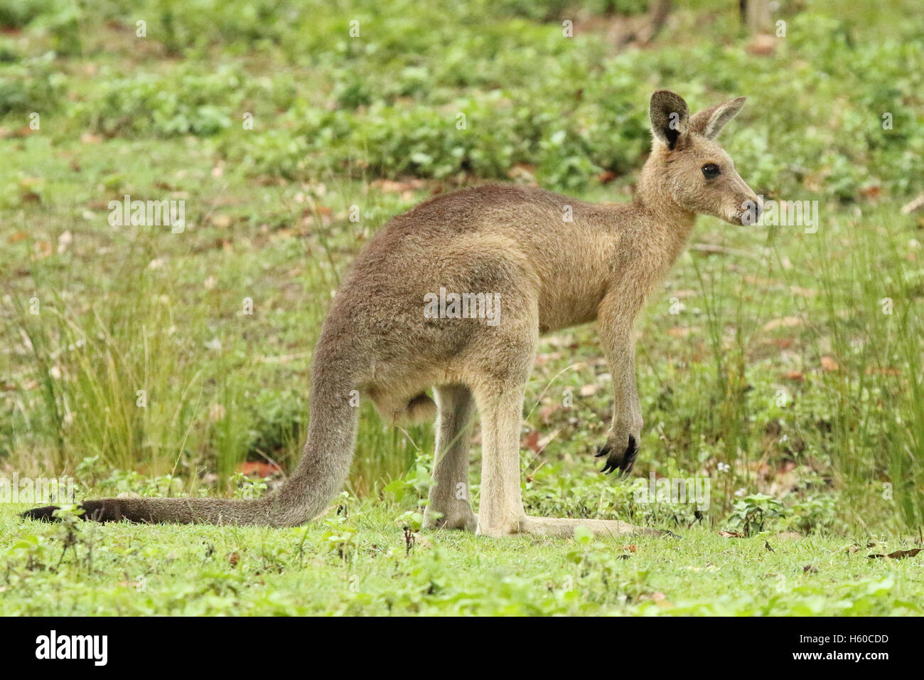 Eine juvenile Känguru wegsehen. Stockfoto