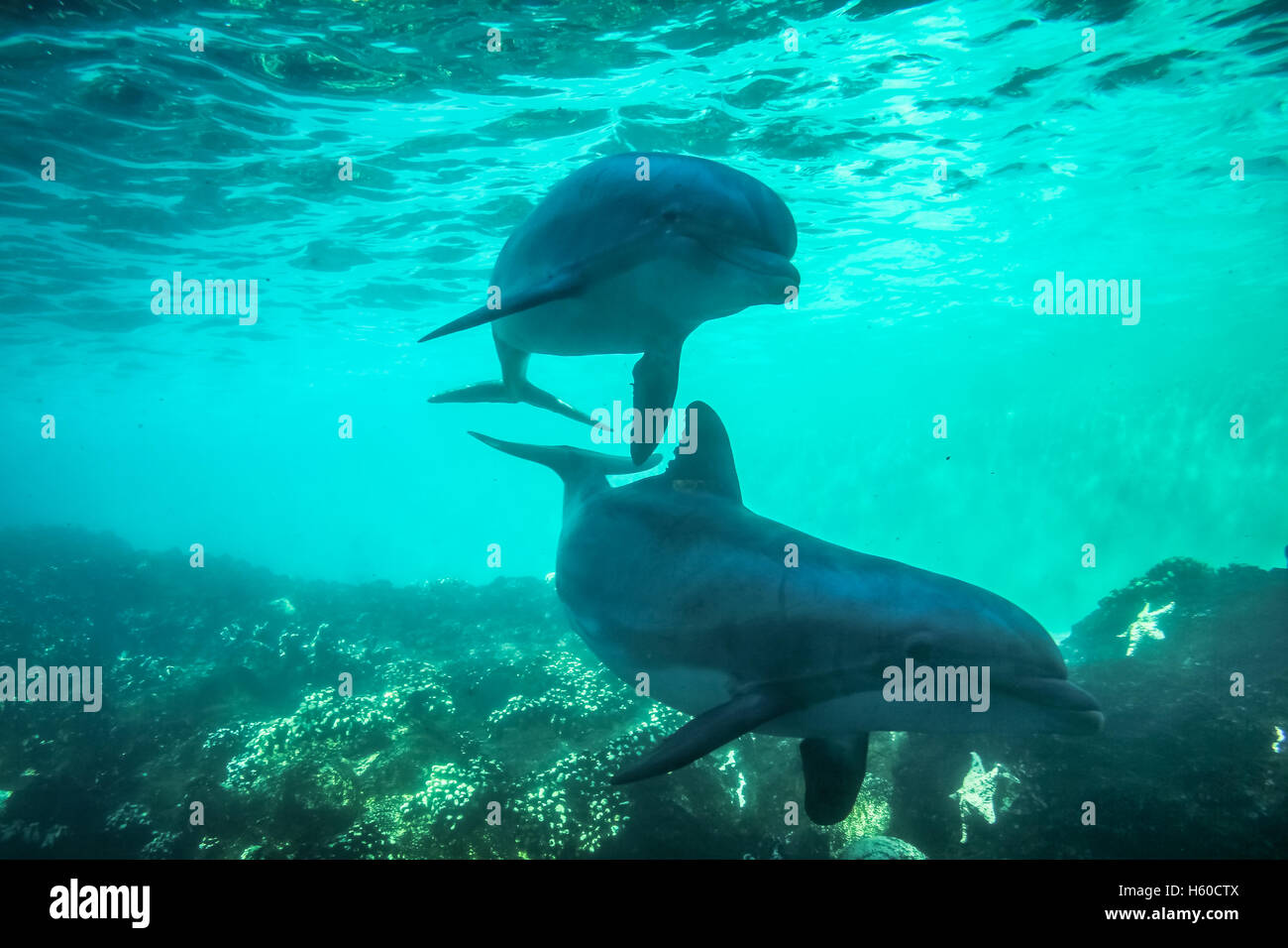 Zwei Delphine schwimmen Stockfoto