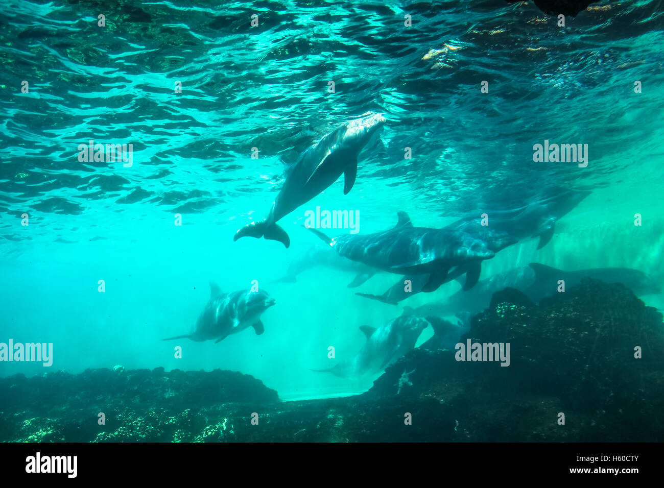 Delfine unter Wasser Hintergrund Stockfoto