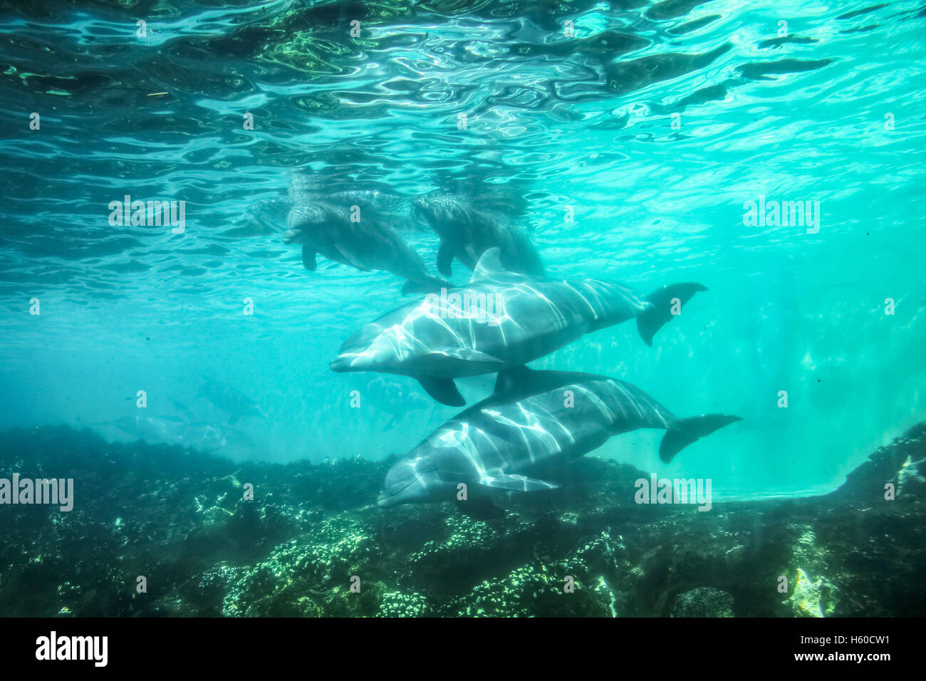 Delfine unter Wasser Hintergrund Stockfoto