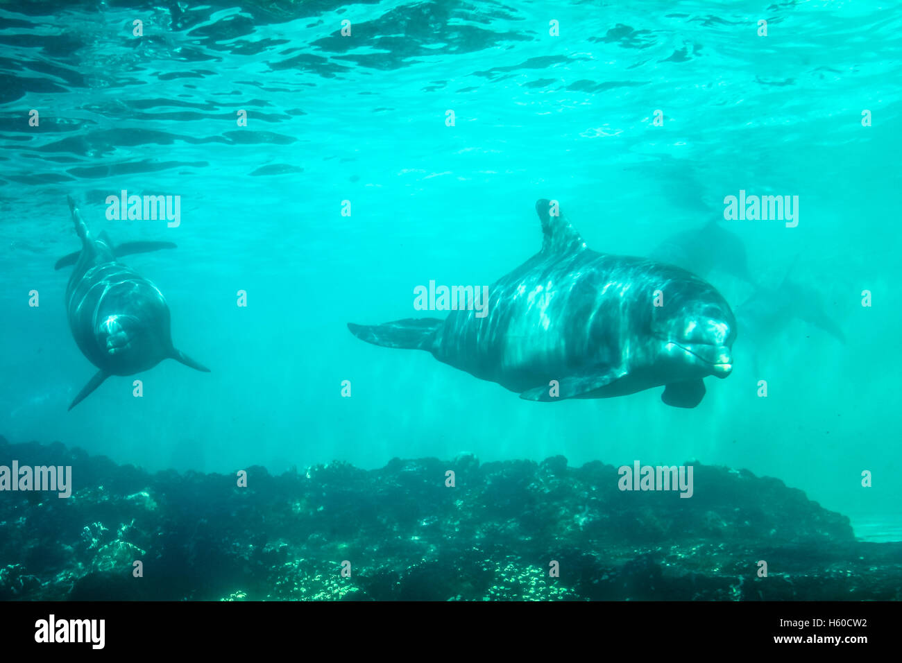 Zwei Delfine unter Wasser Stockfoto