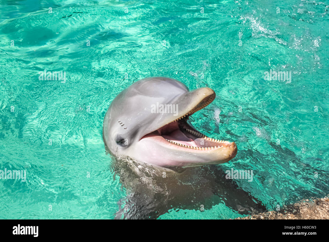 Der lachende Delphin Stockfoto