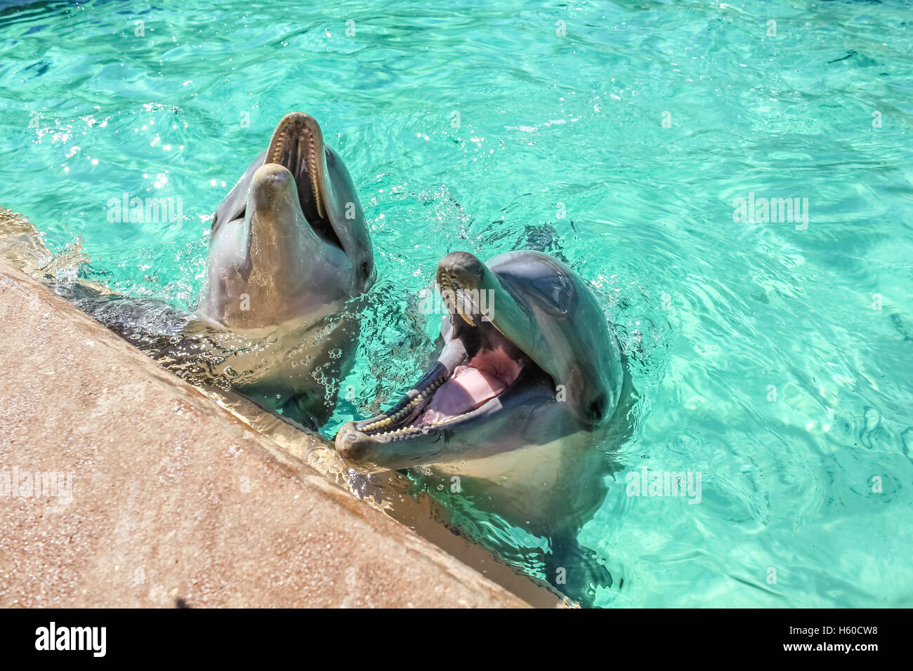 Zwei Lachen Delphin Stockfoto