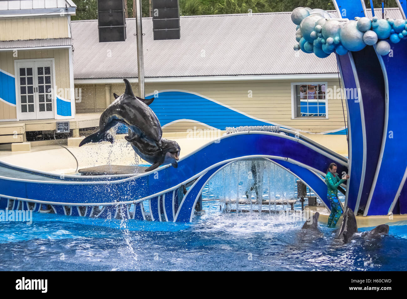 Zwei springende Delphine Stockfoto