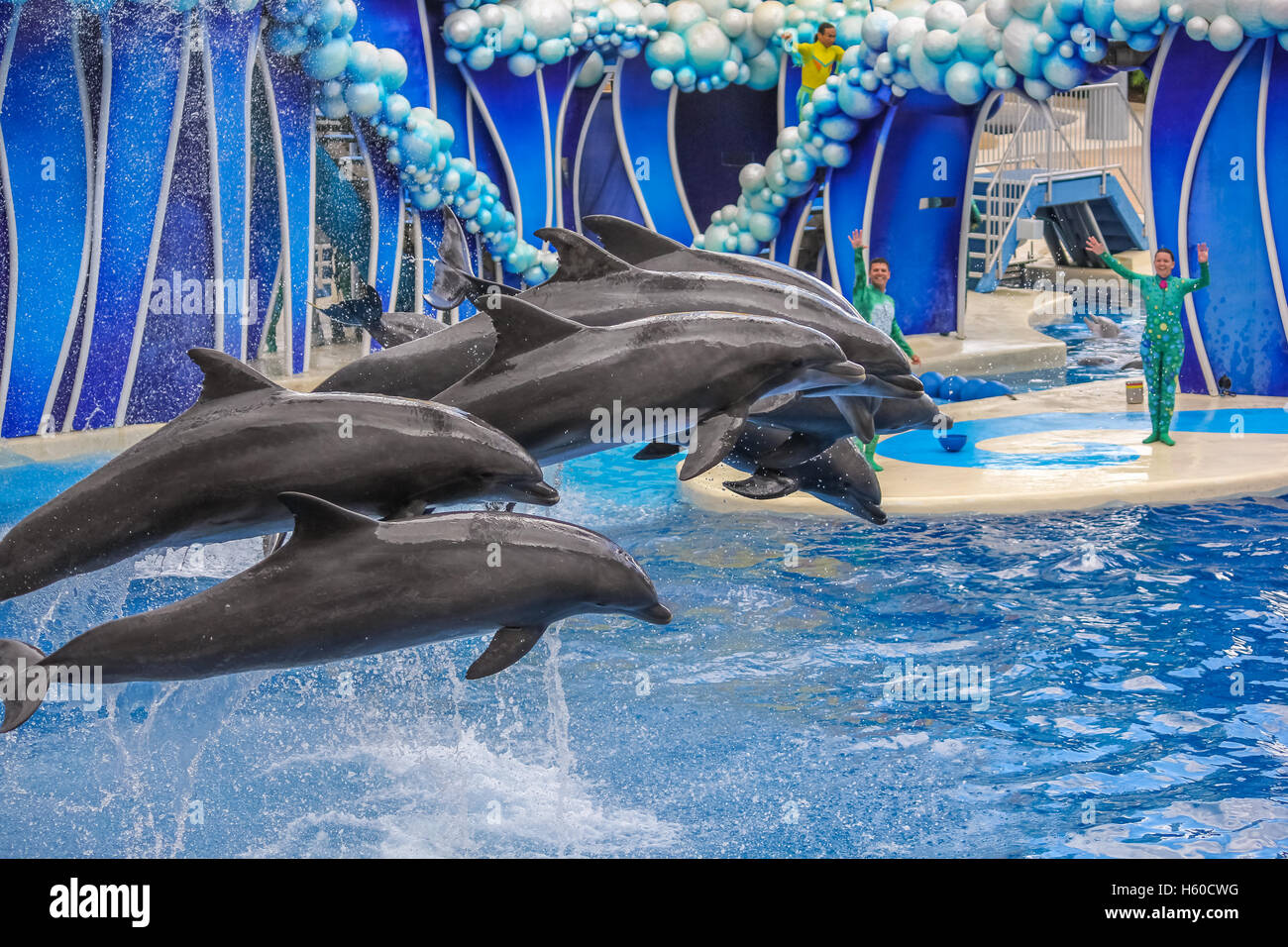 Delphine springen zusammen Stockfoto
