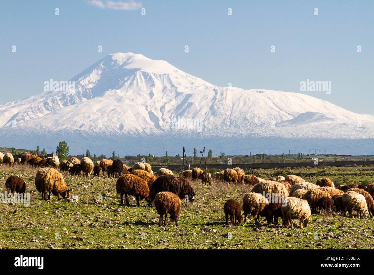 Armenien, Berg Ararat und Herde von Schafen. Stockfoto