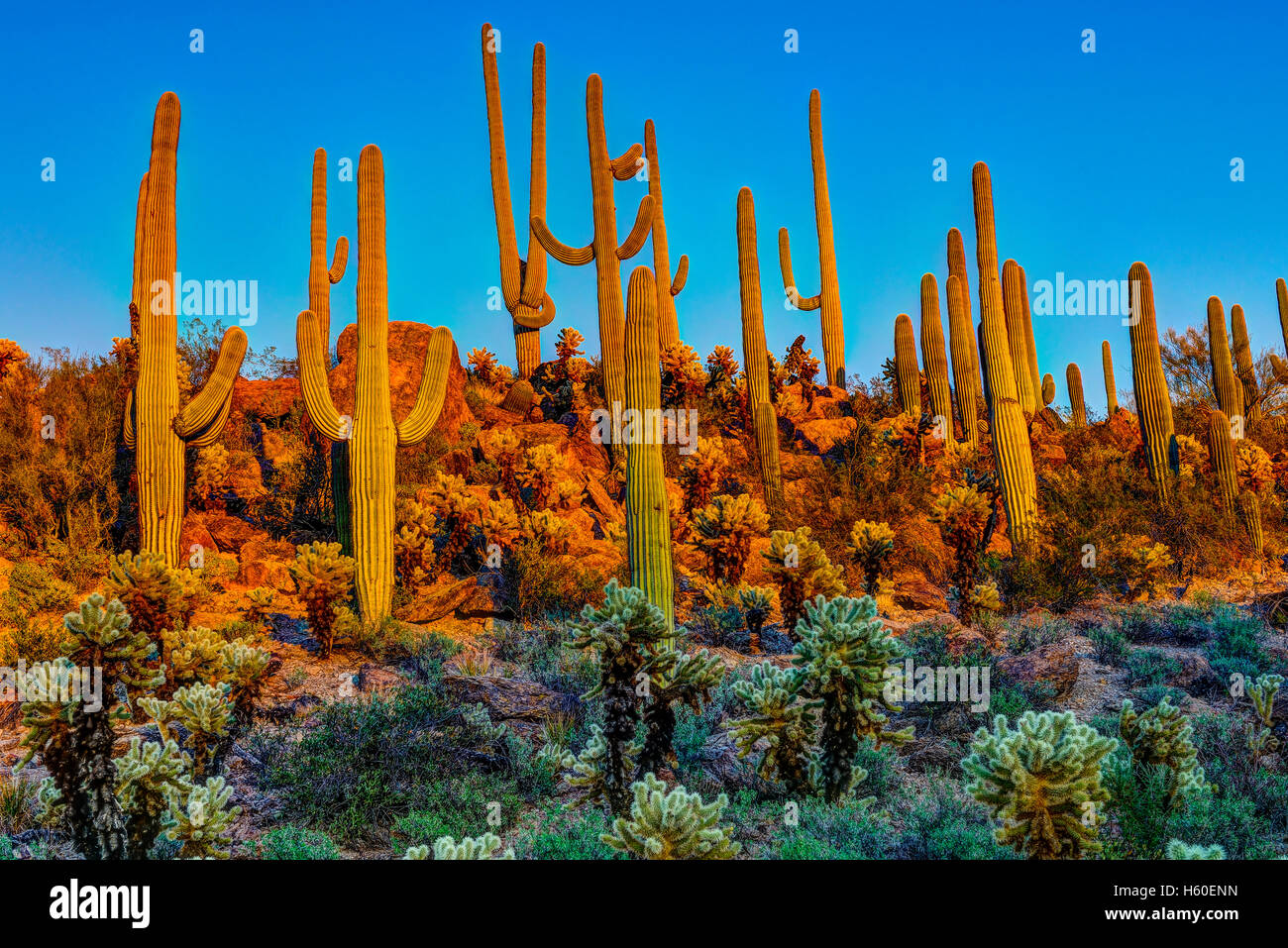 Saguaros in der Abenddämmerung Stockfoto