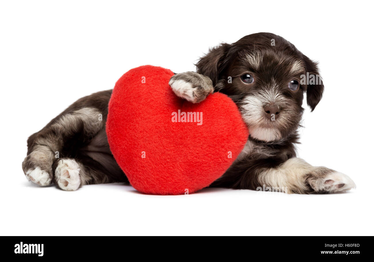 Niedlichen Valentine Havaneser Welpen Hund mit einem roten Herzen Stockfoto