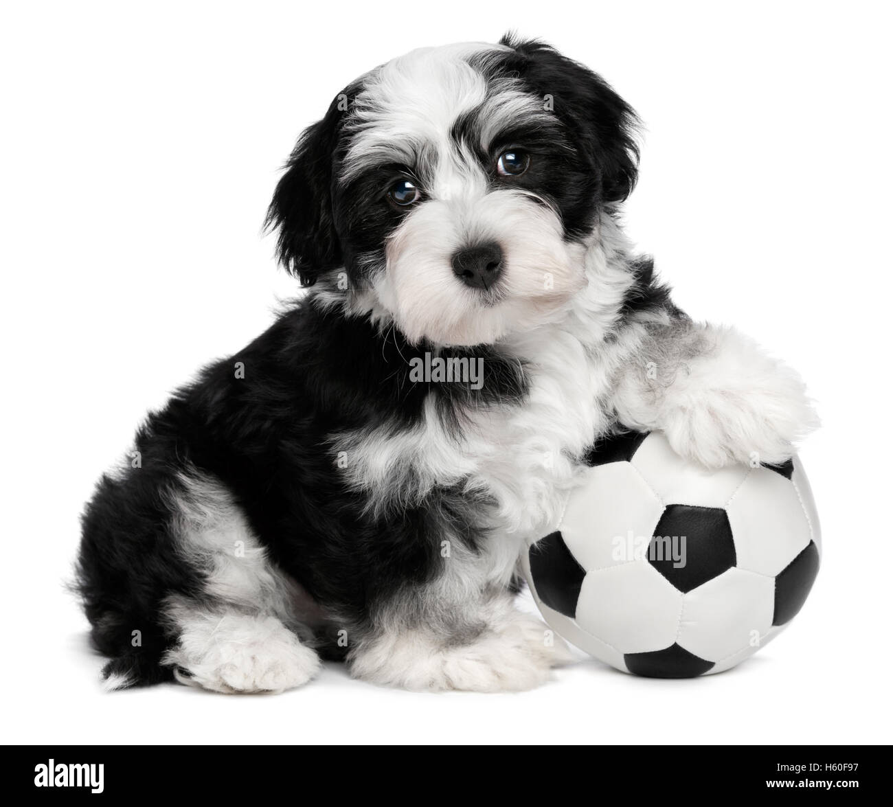 Süße Havaneser Welpen Hund mit einem Fußball Ball Spielzeug Stockfoto