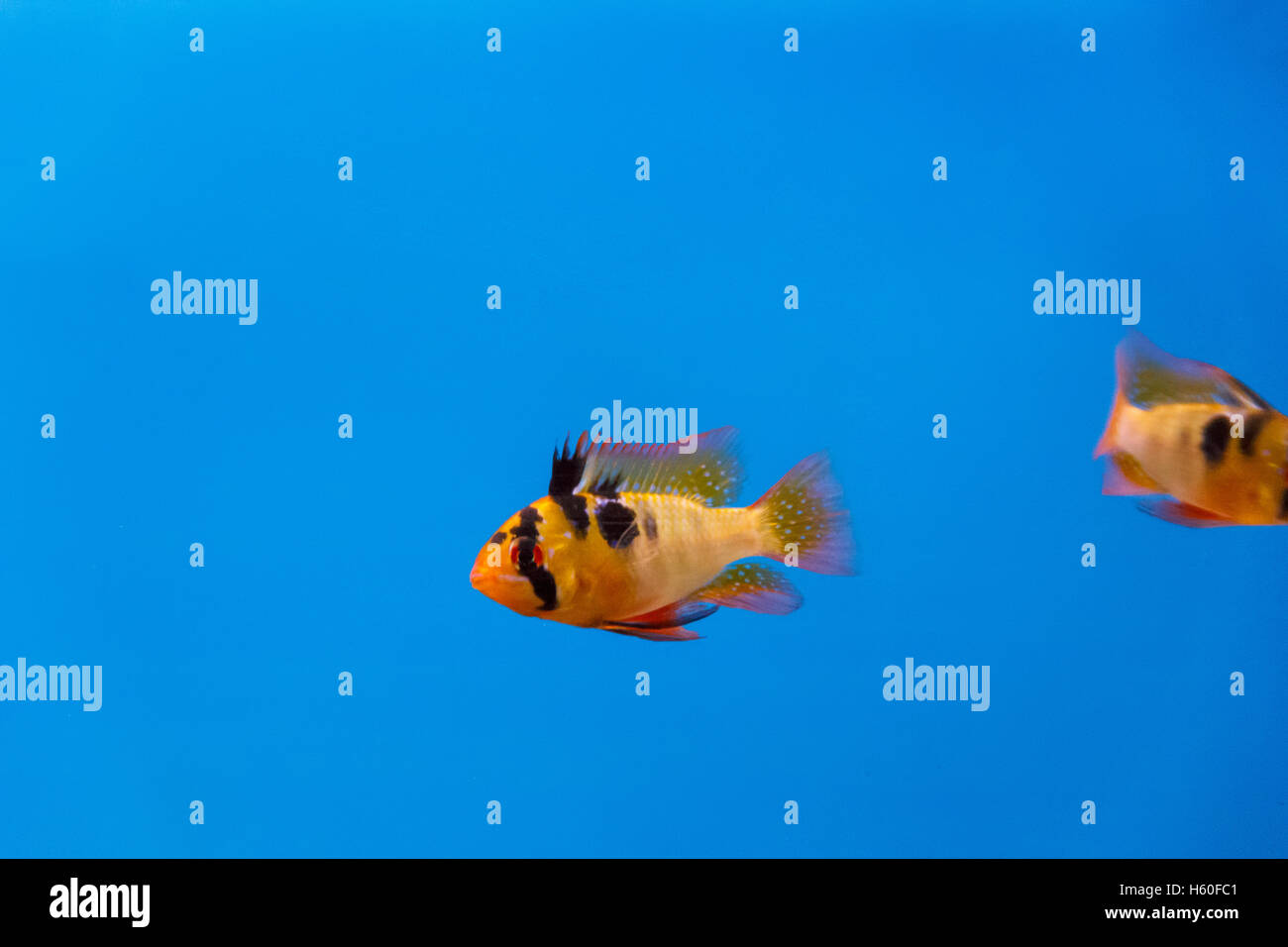 Microgeophagus Geophagus orange Fische schwimmen auf blauem Hintergrund im aquarium Stockfoto