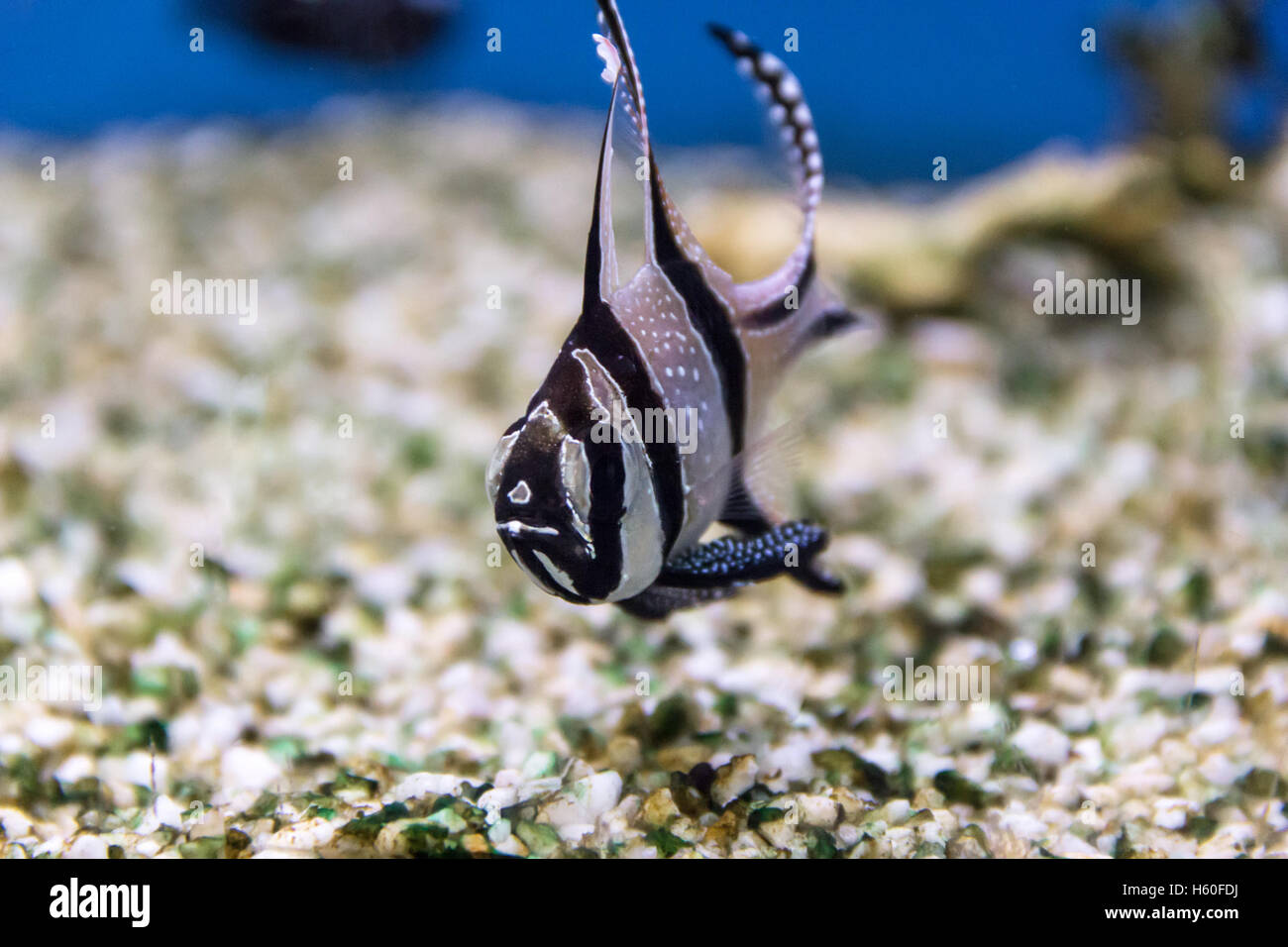 Schuss von der blauen Fisch exotische Fische in einem Aquarium hautnah Stockfoto