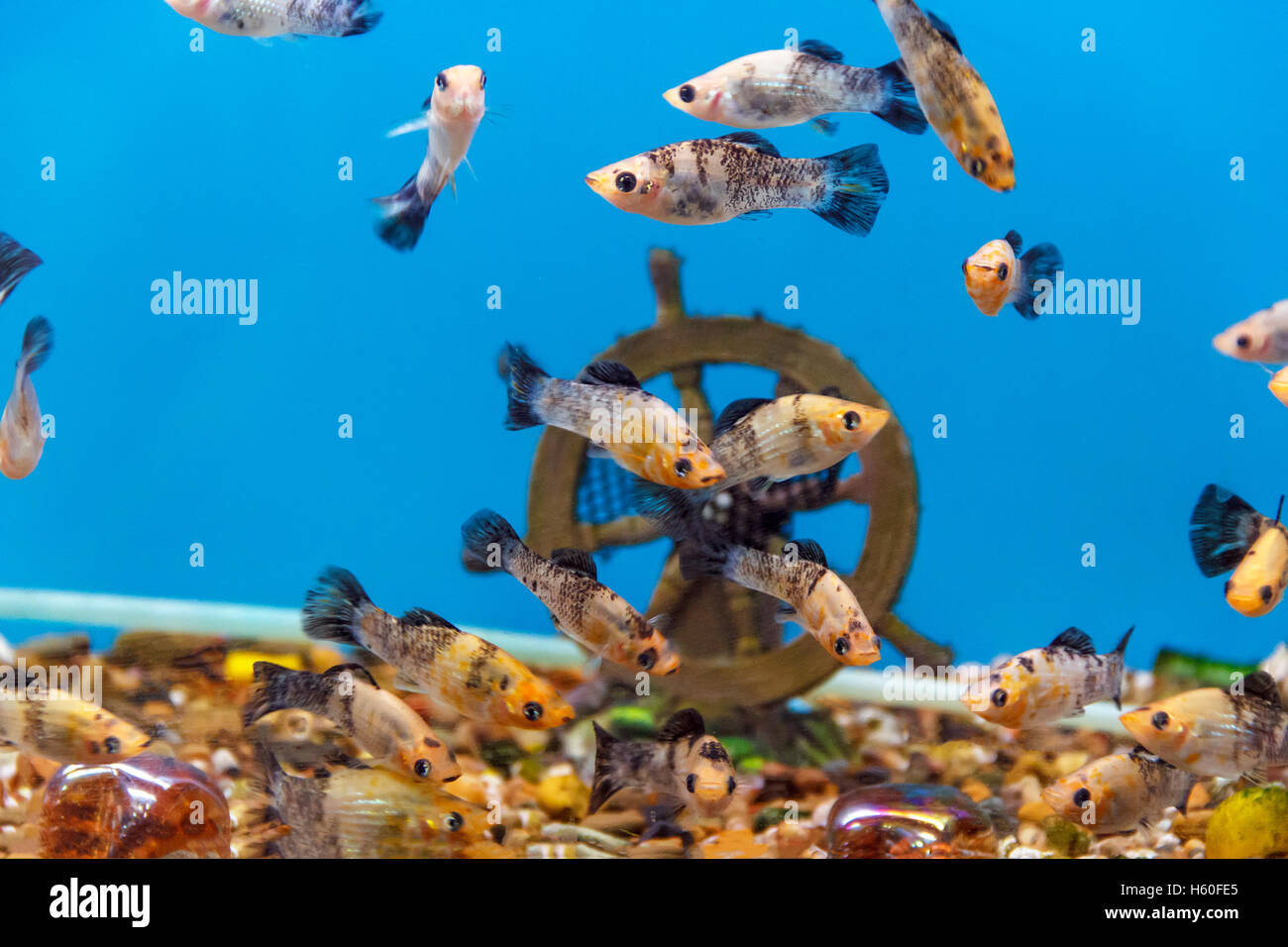 viele kleine fische schwimmen jetzt zu tische
