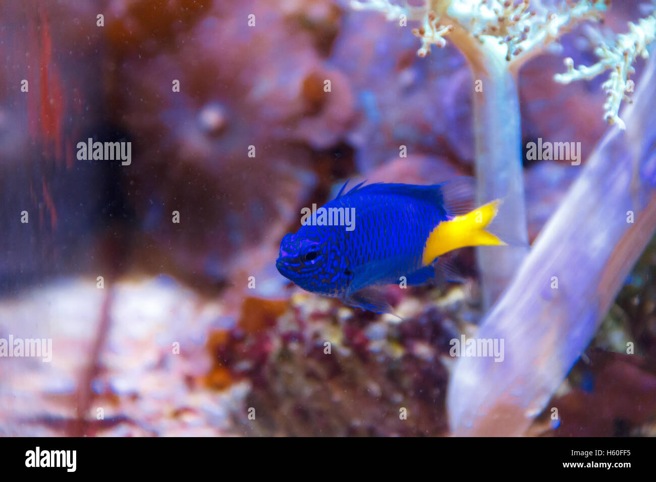 Ein blauer Fisch Chrysiptera Parasema mit gelben Schweif Schwimmen im aquarium Stockfoto