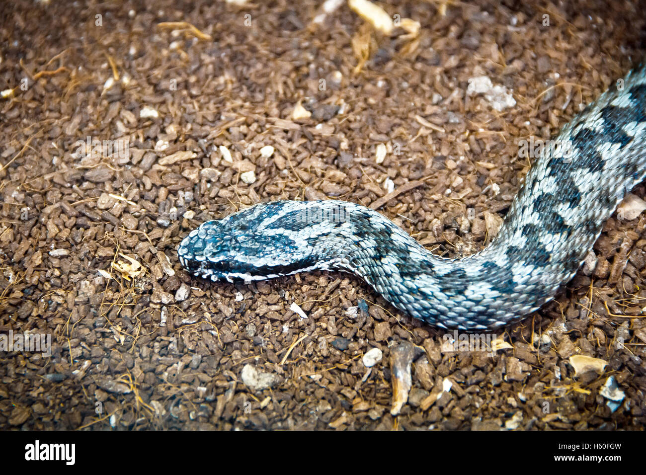 Giftigen blauen Reptil Jagd auf dem Boden Stockfoto