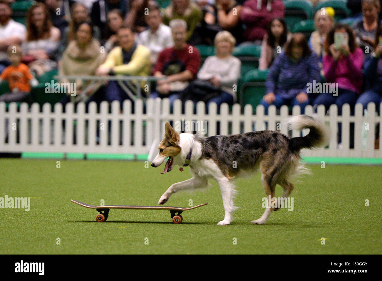 eukanuba border collie