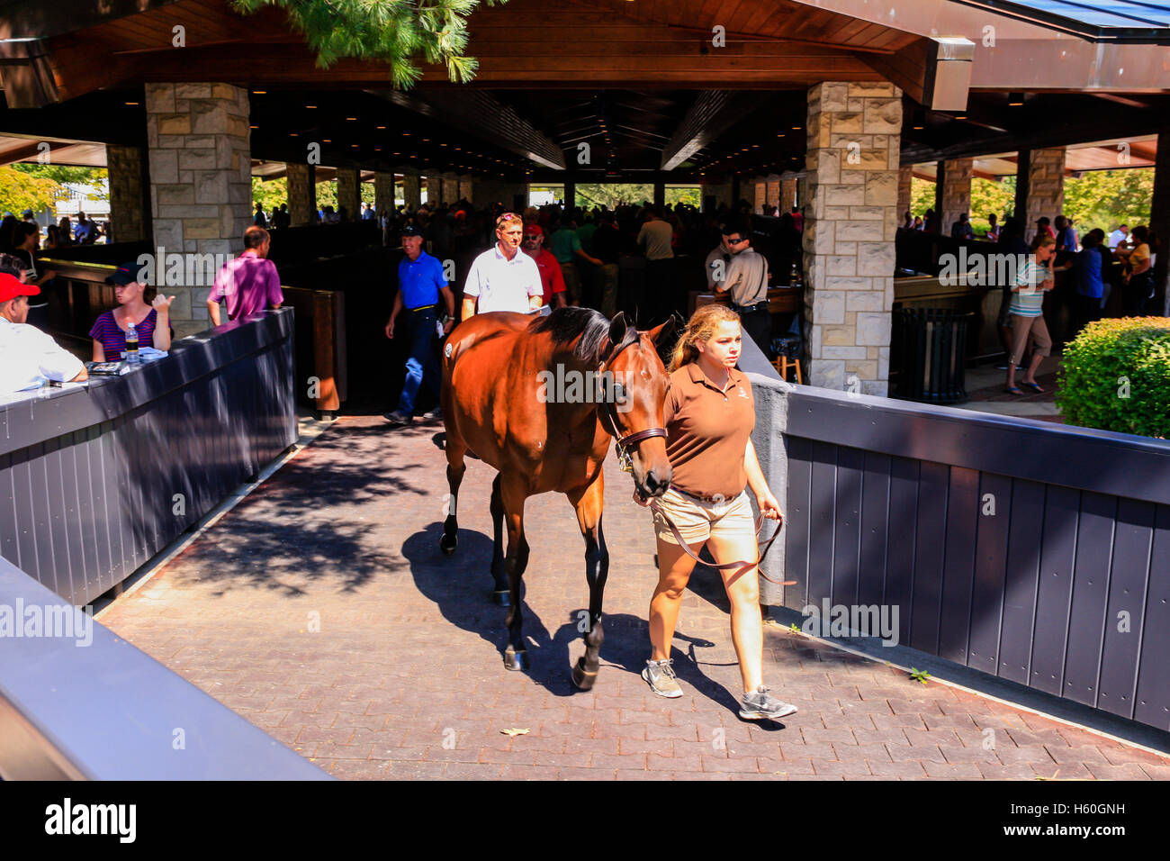 Vollblutpferde werden führen zu den Auktionssaal bei Keeneland Rennbahn in Lexington, Kentucky Stockfoto