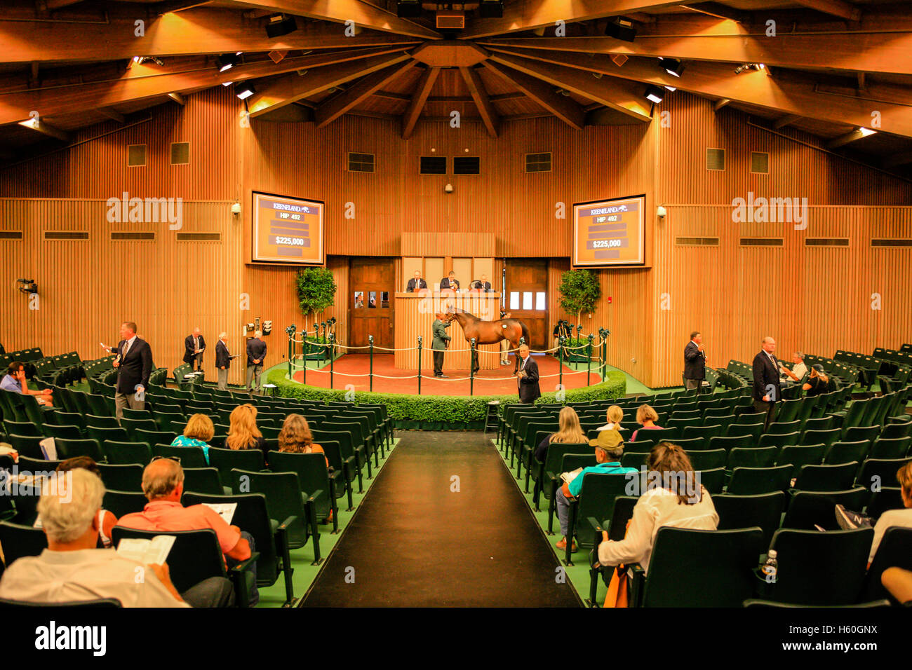 Vollblut-Pferde versteigert bei Keeneland Rennbahn in Lexington, Kentucky Stockfoto