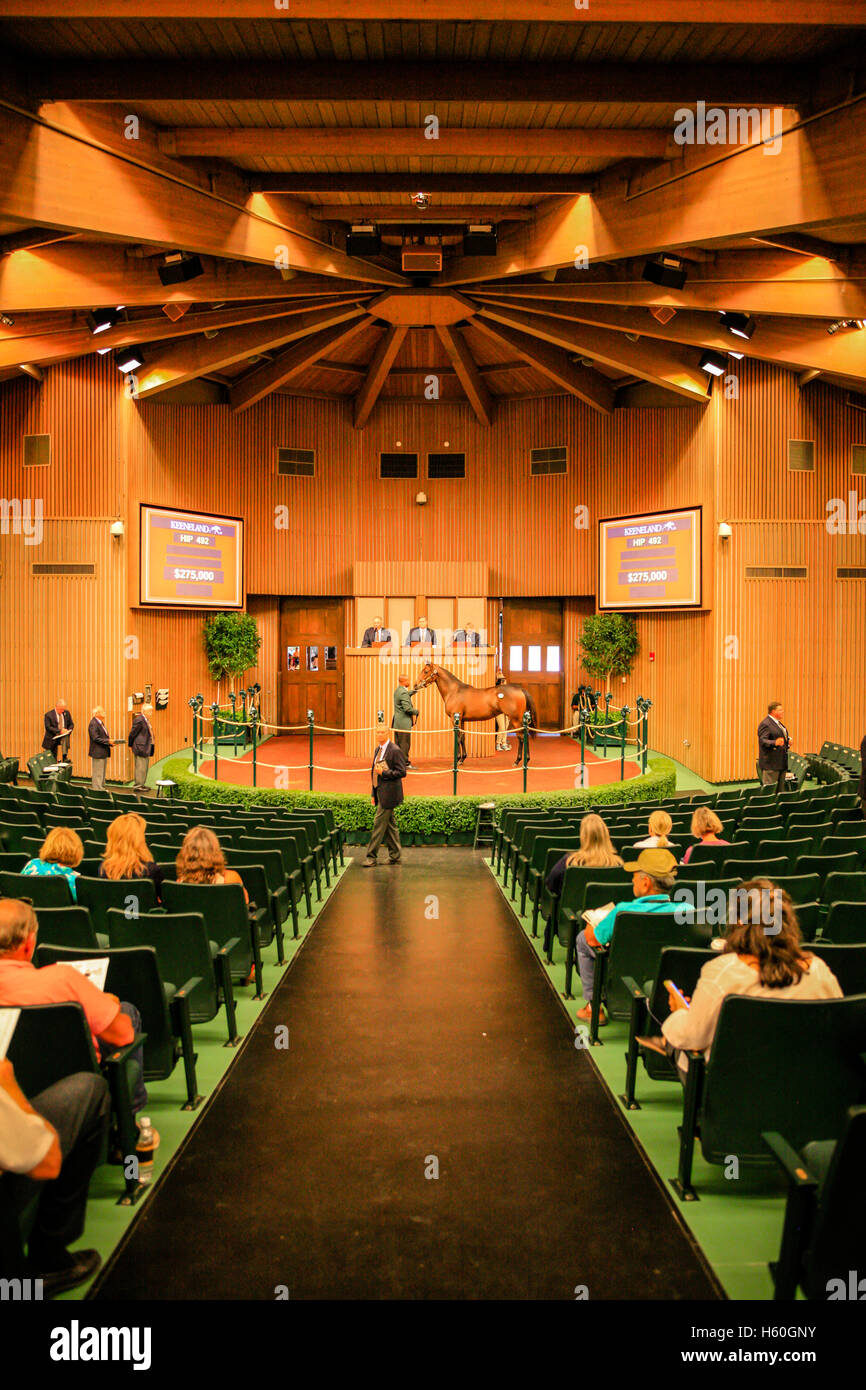 Vollblut-Pferde versteigert bei Keeneland Rennbahn in Lexington, Kentucky Stockfoto