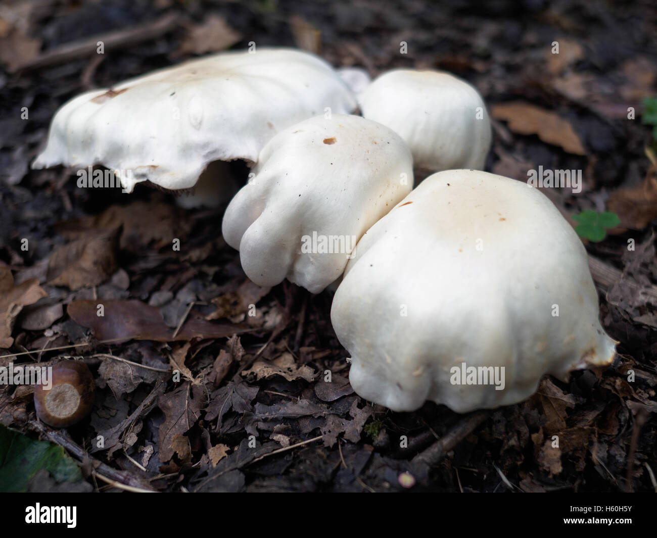 Pilze wachsen in Sussex Stockfoto