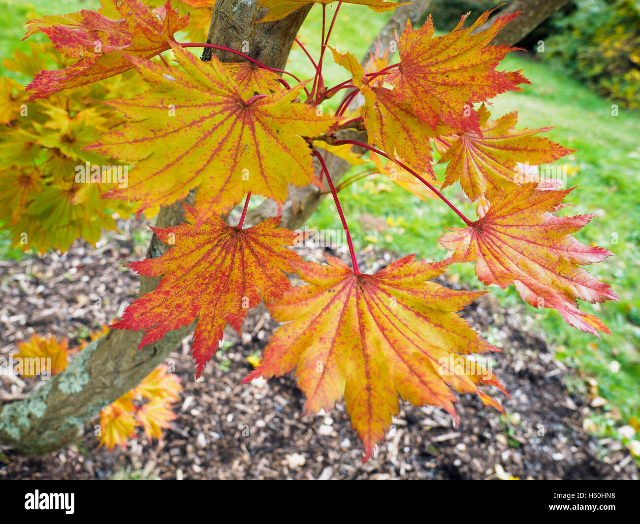 Acer Shirasawanum cv Aureum in Herbstfarben Stockfoto