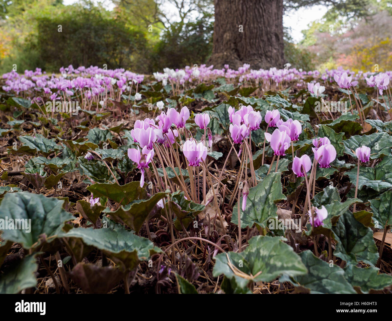 Wilde Cyclamen (Persicum) in voller Blüte Stockfoto